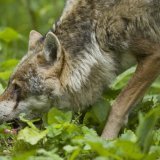 Le prédateur est responsable de la mort de 15 animaux de rente sur un alpage non protégeable. (image d'illustration)